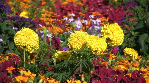 Flowerbed 動画素材 34134243