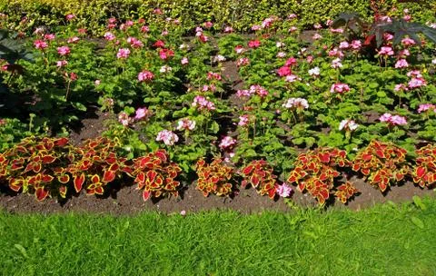 Flowerbed with geranium flowers Stock Photos