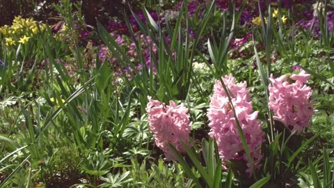 Flowerbed with hyacinths in springtime Stock Footage 267076552