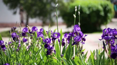 Flowerbed with irises Stock Footage 67351702