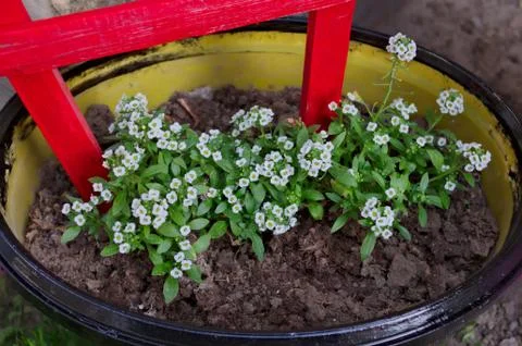 Flowerbed made out of barrel, with small white flowers Stock Photos