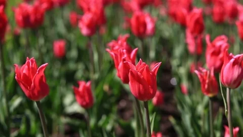 Flowerbed of many fresh red tulips flowers in city park. Stock Footage 76533444