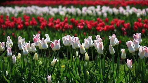 Flowerbed of many fresh red, white and pink tulips flowers in city park. Stock Footage 76531784