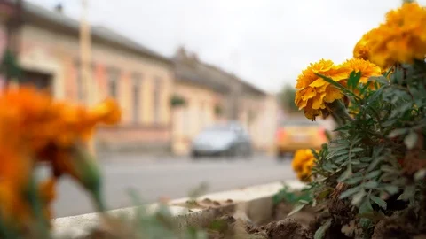 Flowerbed with marigolds on the background of traffic. Close-up of flowerbed Stock Footage 92391871