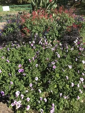 Flowerbed Midwest Fall Foto stock
