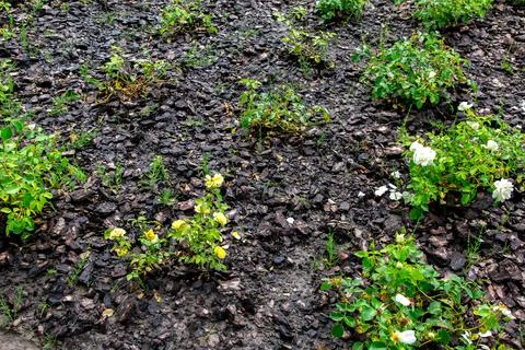 Flowerbed with mulch from tree bark for growing rose bushes. Stock Photos