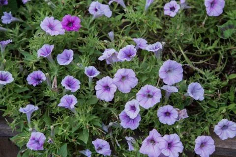 Flowerbed with multicolored Stock Photos