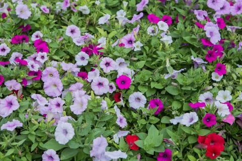 Flowerbed with multicolored Foto stock