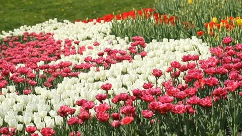 Flowerbed of multicolored tulips in spring park. Stock Footage 107356946