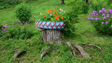 Flowerbed on an old stump Stock-Footage 116023636