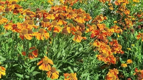 Flowerbed of orange yellow  sneezeweed (Helenium) 스톡 동영상 82419062
