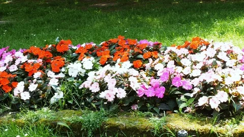 Flowerbed panoramic in spring season Stock Footage 89779030