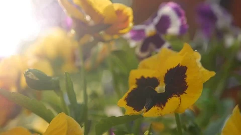 Flowerbed with pansies of different colors. Viola wittrockiana flowers in a Stock Footage 101782776
