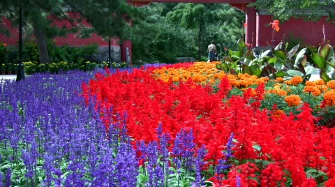 Flowerbed in park Stock Footage 347015