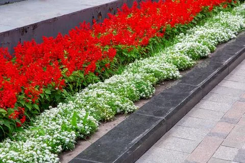 Flowerbed in a park with a granite border between a pedestrian walkway. Stock Photos