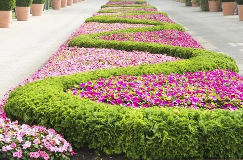 Flowerbed with a pattern forming a sinuous line Stock Photos