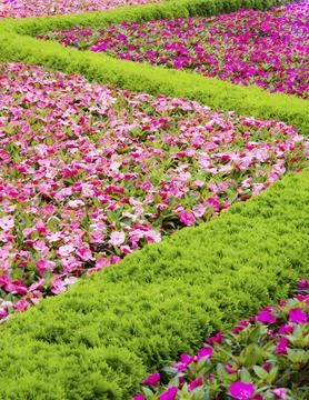 Flowerbed with a pattern forming a sinuous line Foto stock