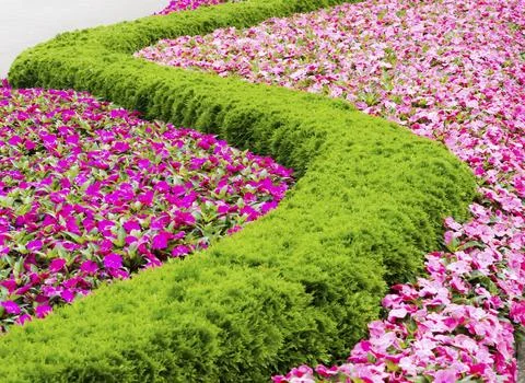 Flowerbed with a pattern forming a sinuous line 스톡 사진