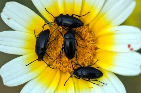 Flowerbed Stock Photos