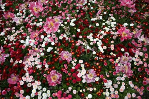 Flowerbed Stock Photos