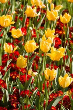 Flowerbed Stock Photos