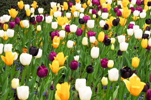 Flowerbed Stock Photos