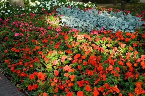 Flowerbed Stock Photos