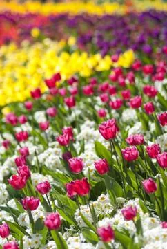Flowerbed Stock Photos