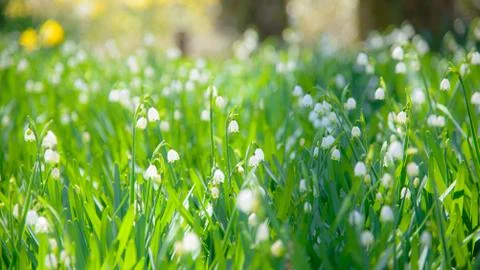 Flowerbed Stock Photos