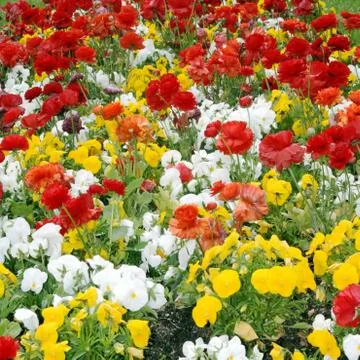 Flowerbed Stock Photos