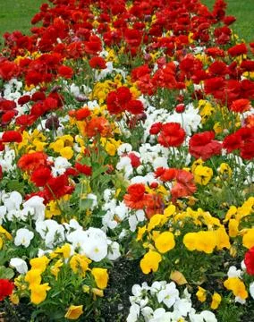 Flowerbed Stock Photos