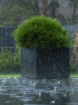 Flowerbed with pine tree in the rain Stock Photos