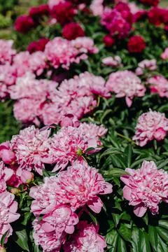 Flowerbed of pink and red peonies. Close up Stock Photos