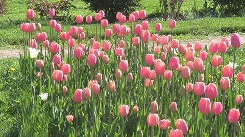 Flowerbed with pink tulips Stock Footage 60226583