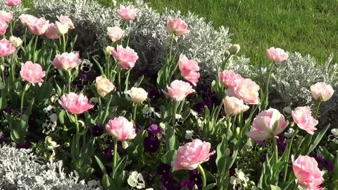 Flowerbed with pink tulips Stockbeeldmateriaal 334860683