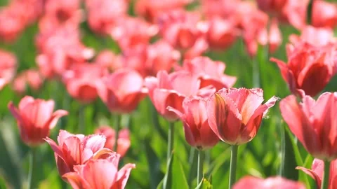 Flowerbed of pink tulips in the springtime Stock Footage 101965705