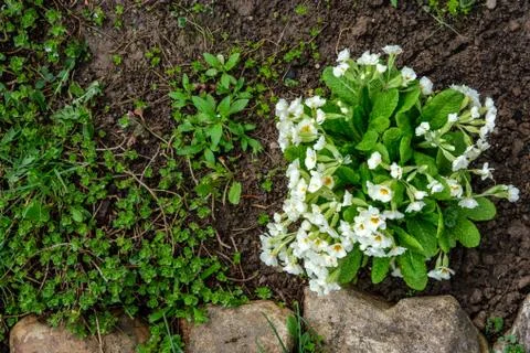 Flowerbed with Primrose Stock Photos