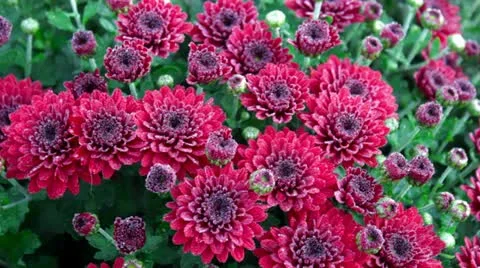 Flowerbed of purple chrysanthemum Stock Footage 12519600