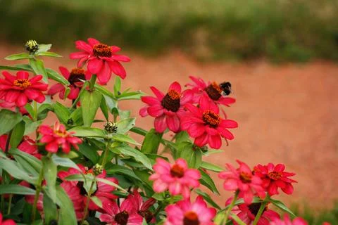 Flowerbed with red flowers Stock Photos