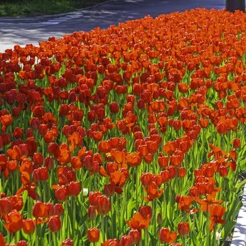 A flowerbed of red tulips blooming in the rays of the spring sun. Foto stock