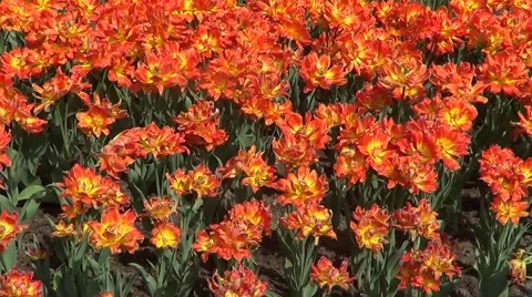 Flowerbed with red tulips Stock Footage 60224754