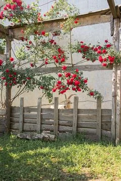 Flowerbed with a spray rose. Stock Photos