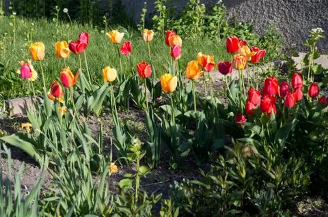 Flowerbed with spring tulips Stock Photos