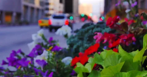 Flowerbed Tilt in Denver, CO Stock Footage 44096911