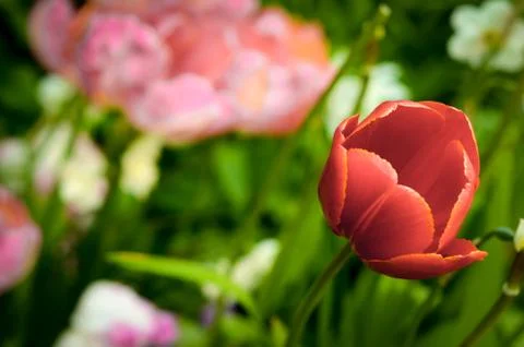 Flowerbed with tulip Stock Photos