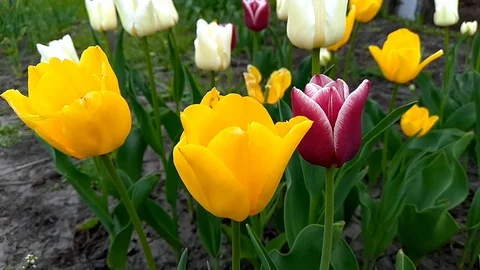 Flowerbed with tulips of different colors Stock Footage 107416435