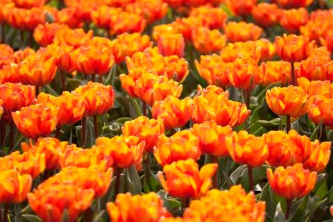 Flowerbed of tulips Stock Photos