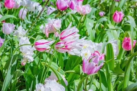 Flowerbed of tulips Foto stock