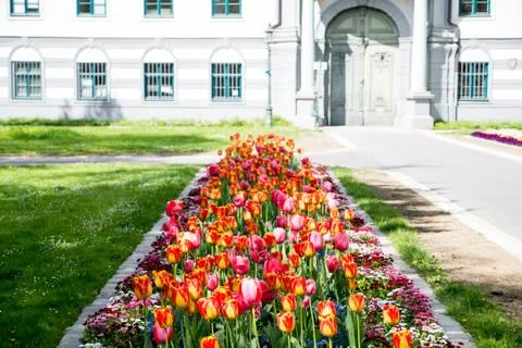 Flowerbed of tulips in springtime Stock Photos