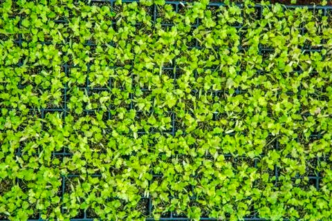 Flowerbed vegetable Stock Photos